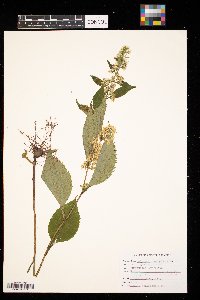 Solidago flexicaulis image