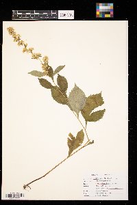 Solidago flexicaulis image