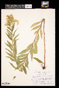 Solidago gigantea image