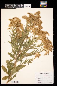 Solidago gigantea image