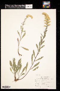 Solidago nemoralis image