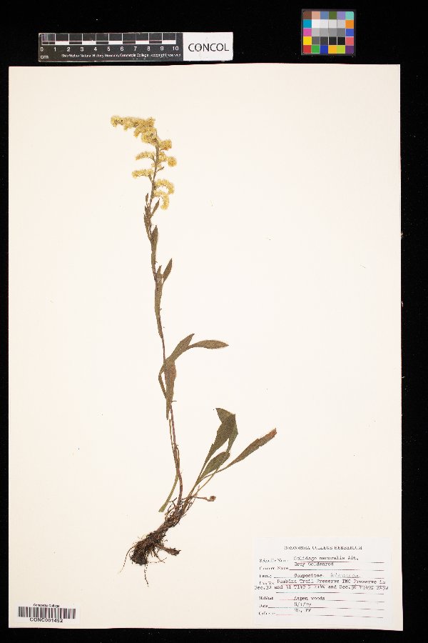 Solidago nemoralis image