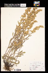 Solidago nemoralis image