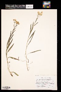 Solidago ptarmicoides image