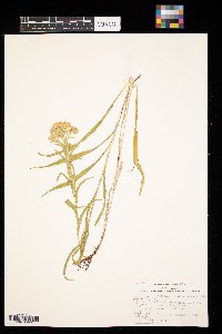 Solidago riddellii image