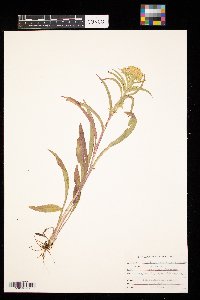 Solidago riddellii image