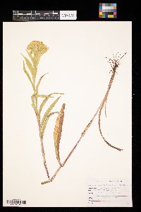 Solidago riddellii image