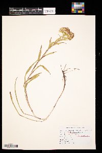 Solidago riddellii image