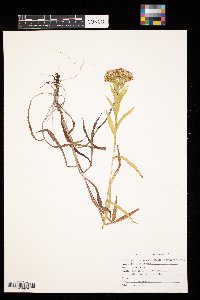 Solidago riddellii image