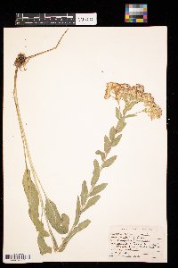 Solidago rigida image