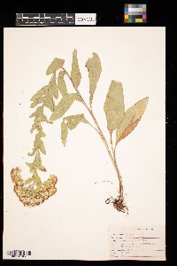 Solidago rigida image