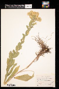 Solidago rigida image