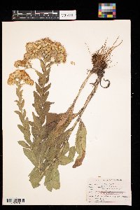 Solidago rigida image