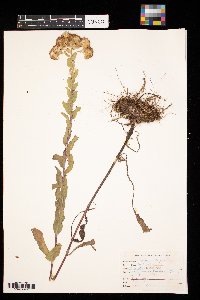 Solidago rigida image