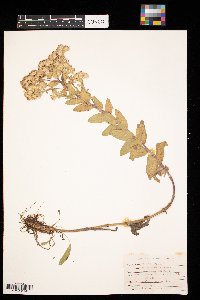 Solidago rigida image