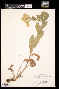 Solidago rigida image