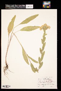 Solidago rigida image