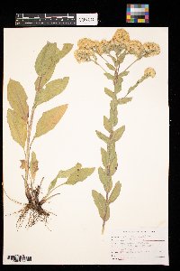 Solidago rigida image