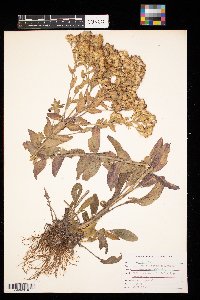 Solidago rigida image