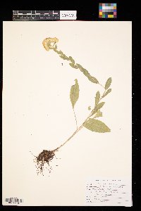 Solidago rigida image