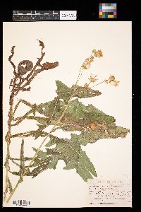 Sonchus arvensis image