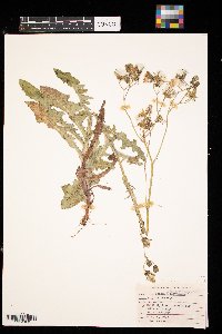 Sonchus arvensis image