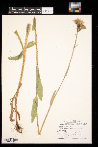 Sonchus arvensis image