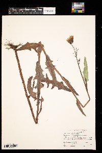 Sonchus arvensis image