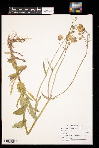 Sonchus arvensis image