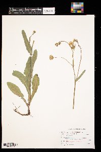 Sonchus arvensis image