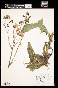 Sonchus arvensis image