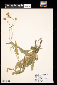 Sonchus arvensis image