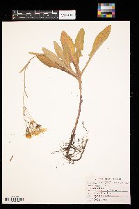 Sonchus arvensis image