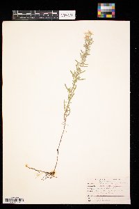 Symphyotrichum ericoides image