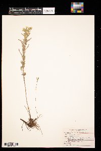 Symphyotrichum ericoides image