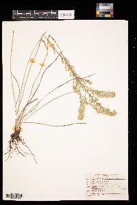 Symphyotrichum ericoides image