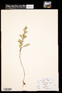 Symphyotrichum ericoides image