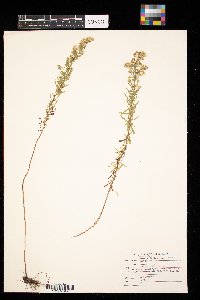 Symphyotrichum ericoides image