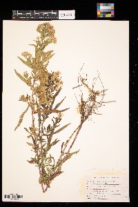 Symphyotrichum lanceolatum image