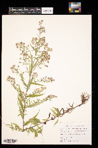 Symphyotrichum lateriflorum image