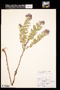 Symphyotrichum novae-angliae image