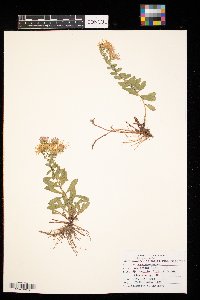 Symphyotrichum oblongifolium image