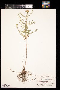 Symphyotrichum oblongifolium image