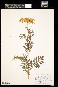 Tanacetum vulgare image