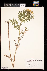 Tanacetum vulgare image