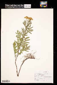 Tanacetum vulgare image