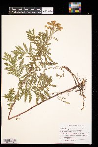 Tanacetum vulgare image