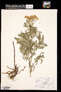 Tanacetum vulgare image