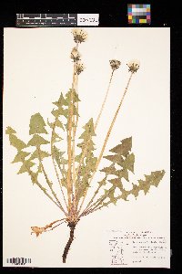 Taraxacum officinale image