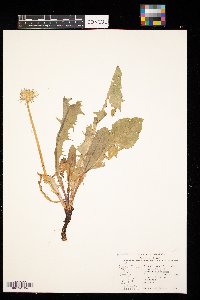 Taraxacum officinale image